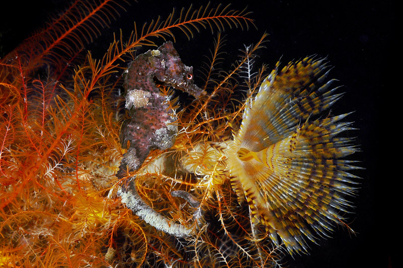 Hippocampus hippocampus  (Linnaeus, 1758)
